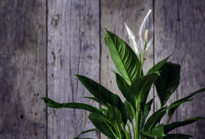 Fleur de lune (spathiphyllum) aux feuilles vertes et aux fleurs blanches dans un pot d'intérieur